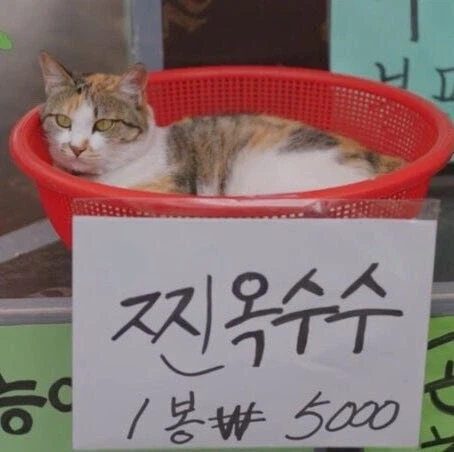 찐 옥수수 1봉 ￦5,000
