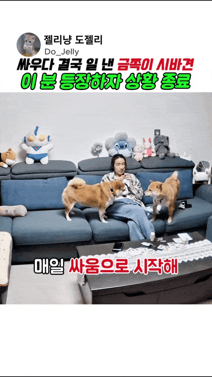 개를 다루는법