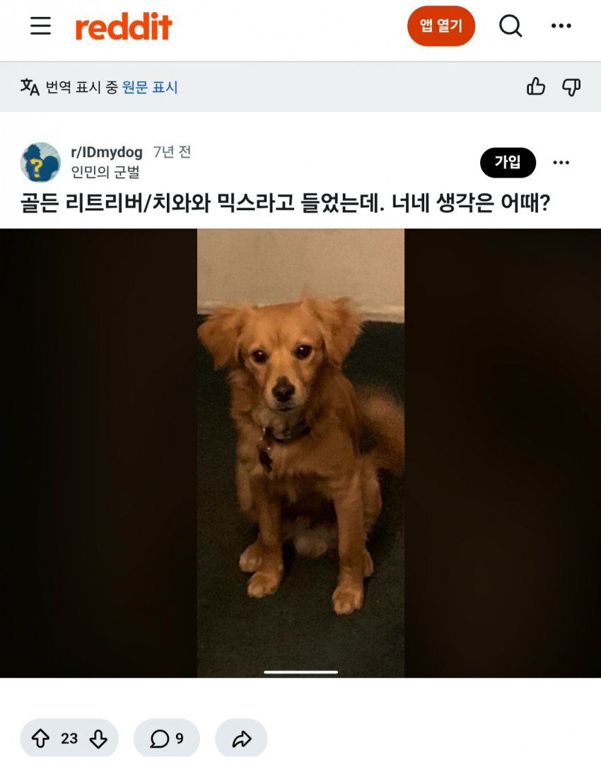 싱글벙글 래딧에 유행한다는 미친 짓 (2)