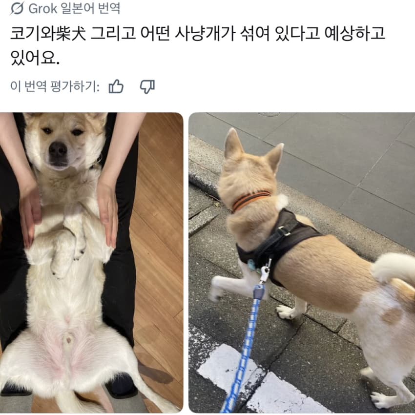 싱글벙글 너무 섞여서 잘 모르겠는 잡종견 사진집이 갖고 싶어 (26)