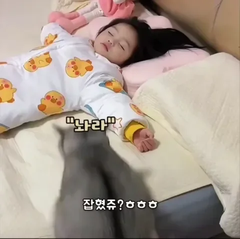 냥아치가 껌딱지가 되는 과정