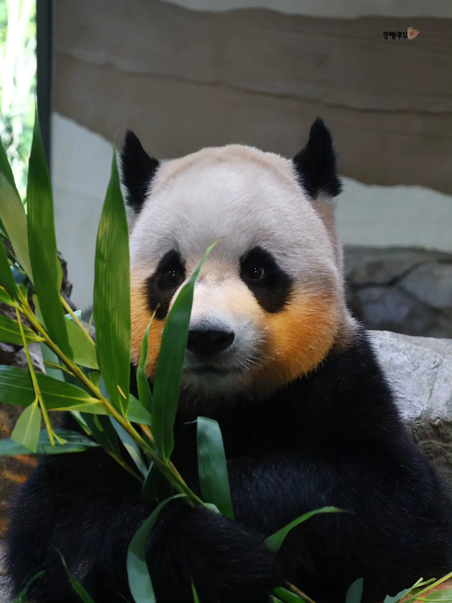 오후 햇살이 천연 블러셔가 되버린 루이바오💜🐼 (7)
