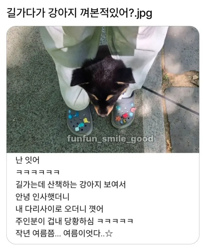 길가다 강아지 껴본적있어?