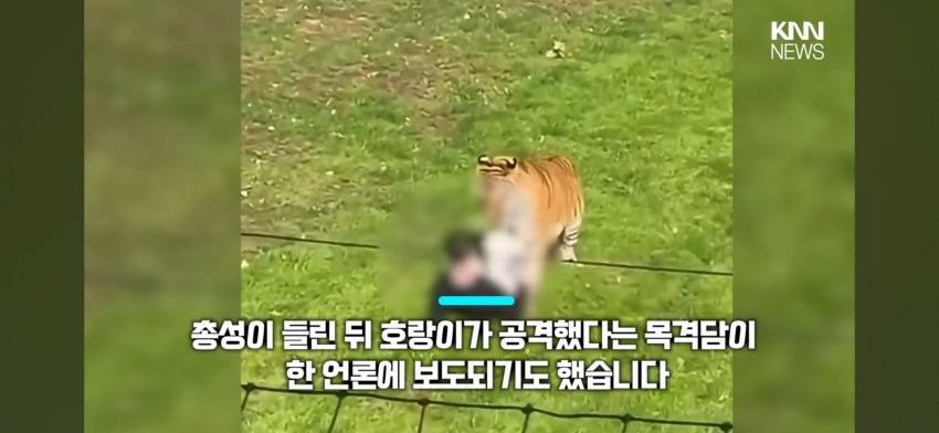 호랑이 우리에 들어간 남자 (2)