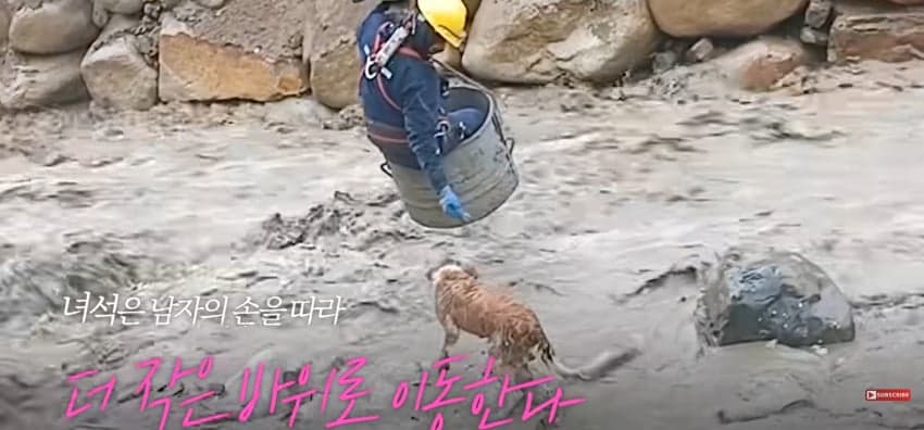불어난 급류에 강아지 구하러 뛰어든 남자 (13)