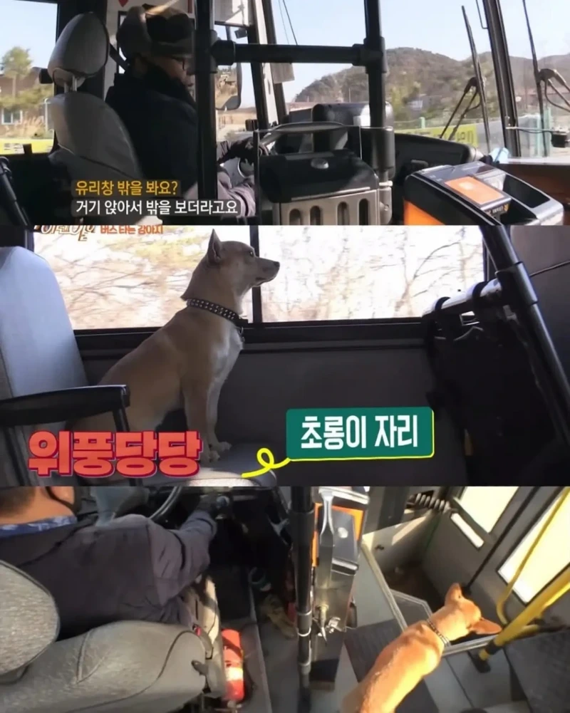 고전] 친구 만나러 혼자 버스타고 5km를 무임승차하는 초롱이