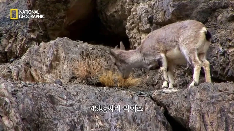 사냥 중 120m 절벽 아래로 떨어진 눈표범. jpg & YouT