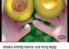 아보카도 10과