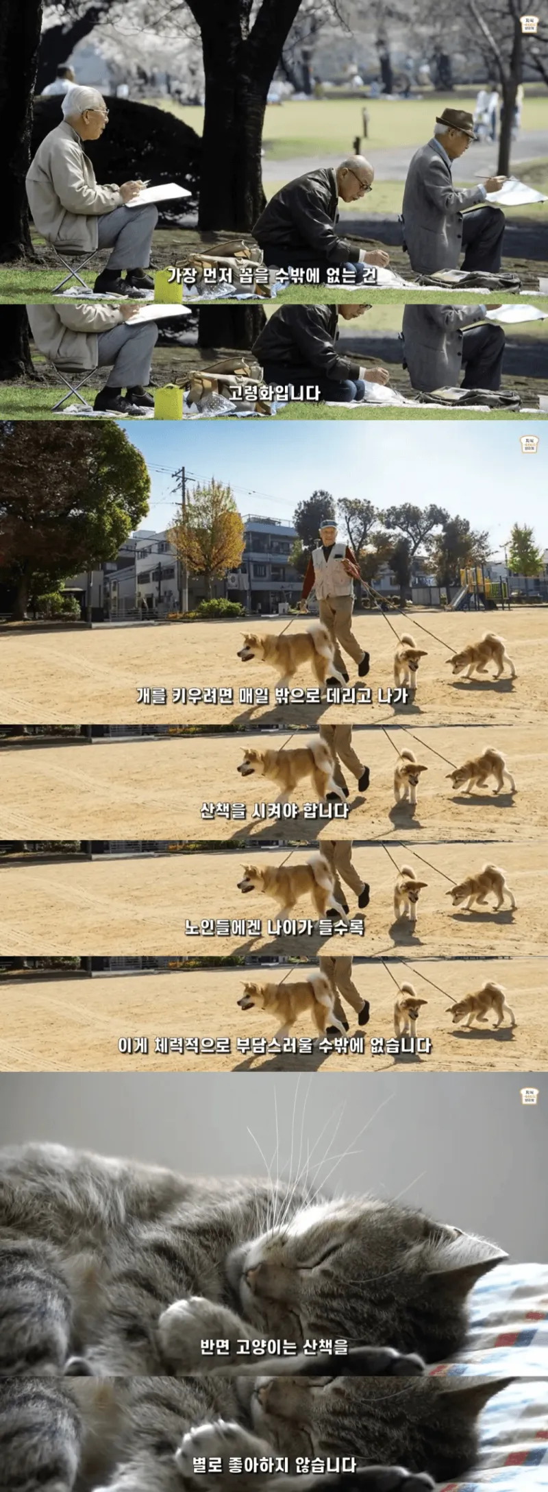 일본인들이 개보다 고양이를 더 많이 키우는 이유
