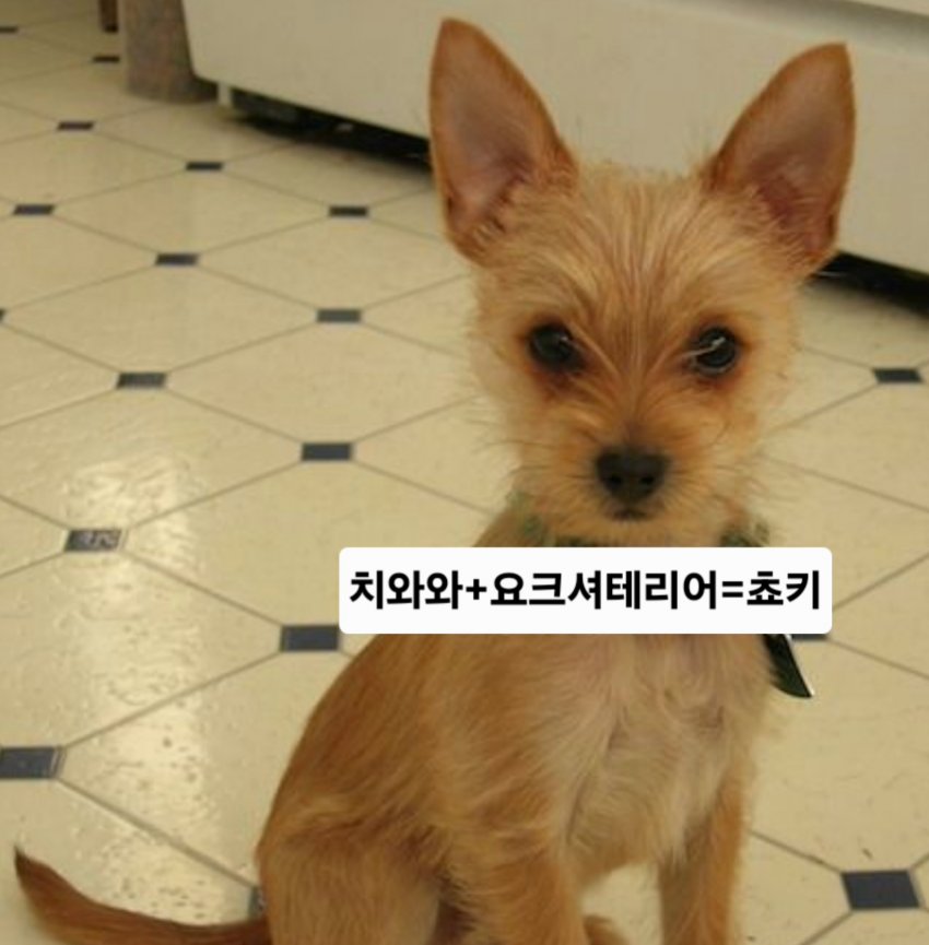 싱글벙글 래딧에 유행한다는 미친 짓 (18)