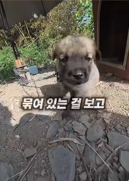 조회수1500만 견주 허락 없이 1개월 아기 강아지 그늘막 설치 사연, (6)