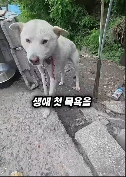 평생 목욕 한번 안 해본 차고지 지킴이 2살 한성이의 생애 첫 목욕대작전 (9)