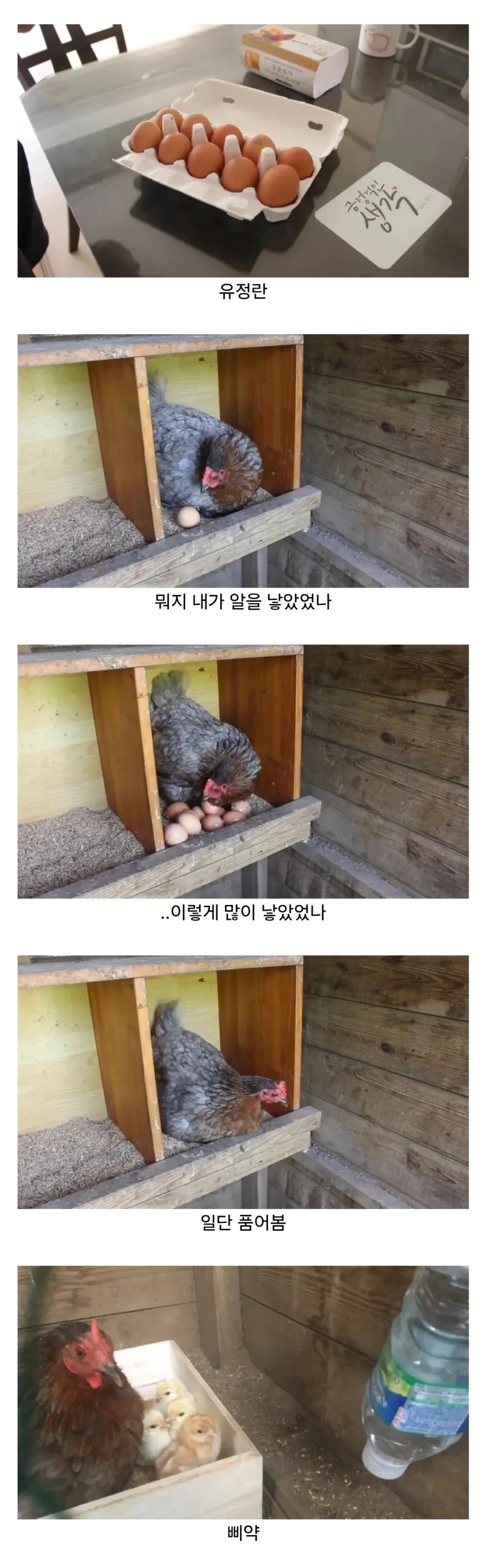 마트에서 사온 유정란을 닭에게 줘보았다.jpg