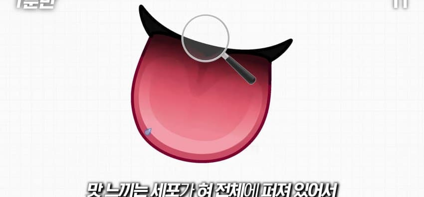 학교에서 배운 '혀 맛' 지도가 잘못됐다..? (34)