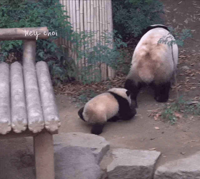 아이바오 따라하는 후이바오 🐼❤🩷 (12)