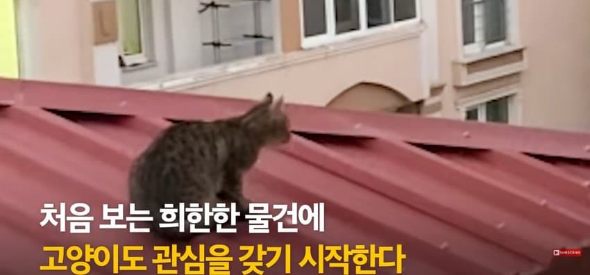 의문의 도구로, 지붕 위 고양이 구한 친구들 (8)