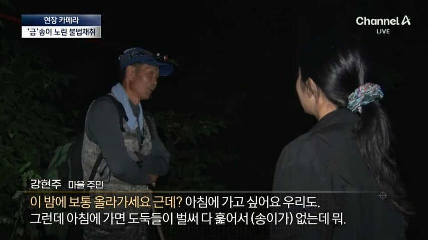 채널a) 송이버섯 1kg에 160만원...밤낮 추격전 (16)