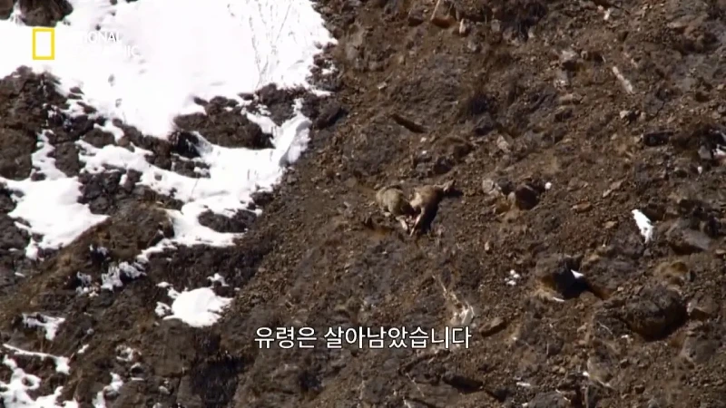 사냥 중 120m 절벽 아래로 떨어진 눈표범. jpg & YouT