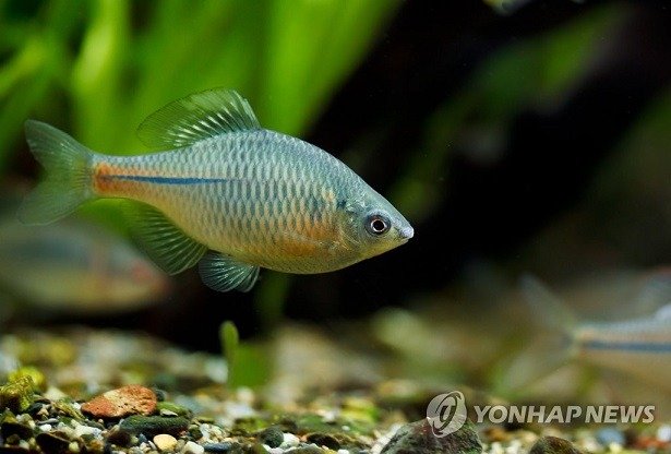 세계에서 오직 한국에서만 자생하는 민물고기 중 일부