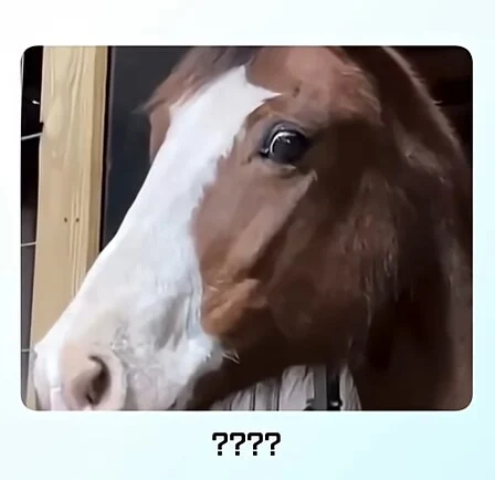 얼룩말 처음 본 말 반응.jpg