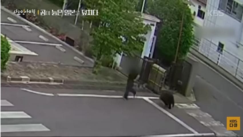곰이 늙은 일본을 덮치다. 여고생 덮친 아키타 반달곰,, (41)