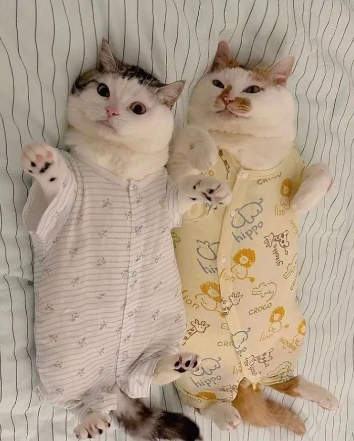 아기 옷 버리기 아까워서 고양이 입혀봤어요.jpg
