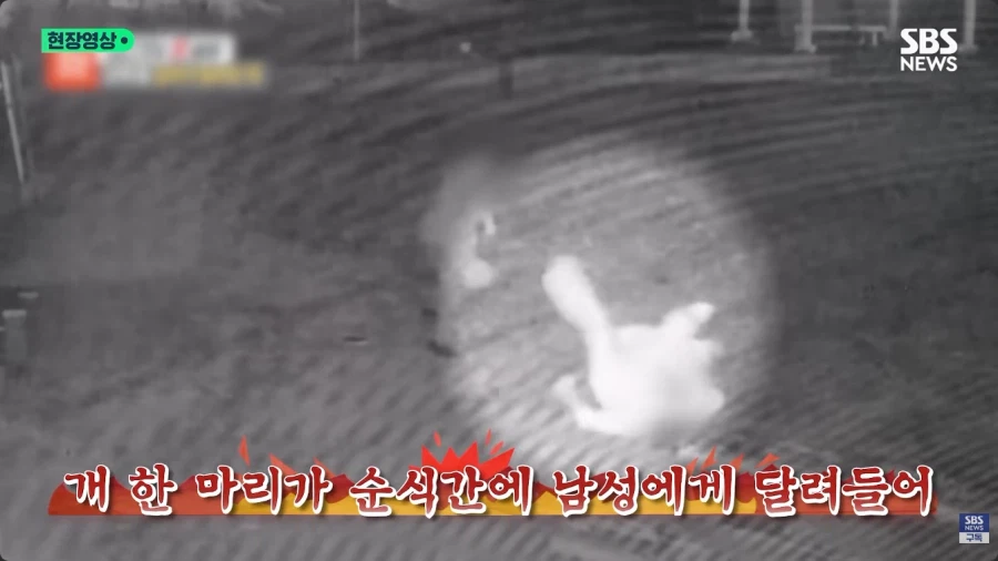 개물림 사고를 낸 견주의 황당한 주장 (2)