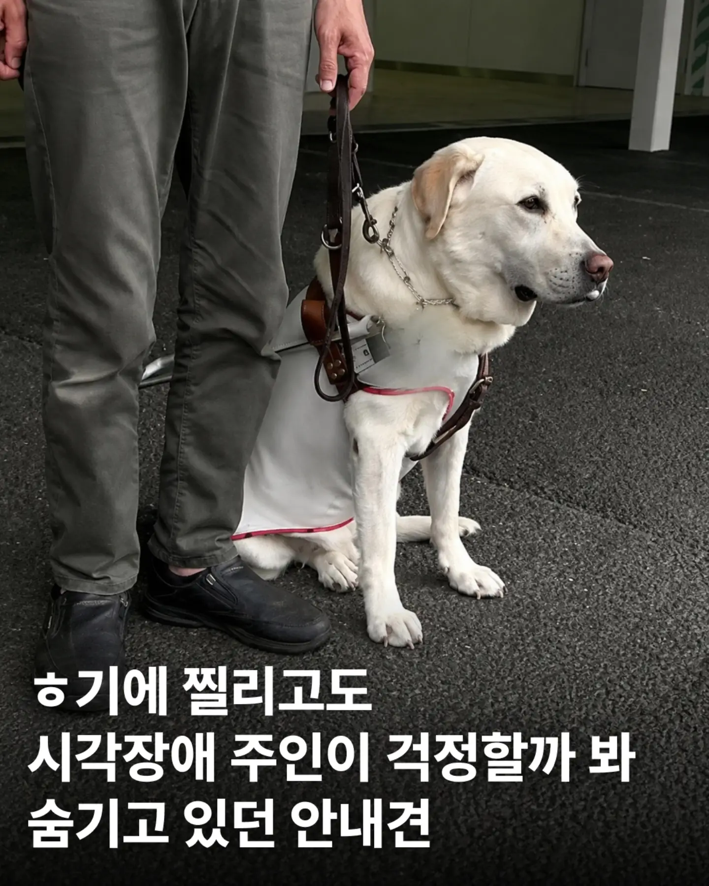 싱글벙글 흉기에 찔려도 참아낸 안내견 오스카 (12)