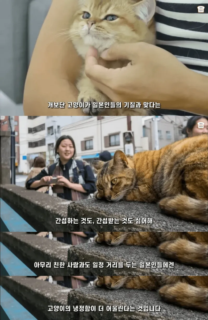 일본인들이 개보다 고양이를 더 많이 키우는 이유