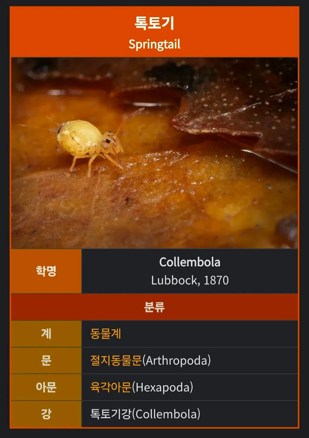 팟 !! 하고 사라지는 톡토기를 아시나요?