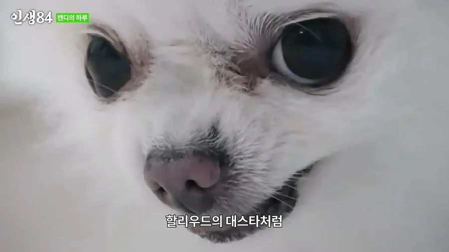 기안84 : 저희 개는 물어요