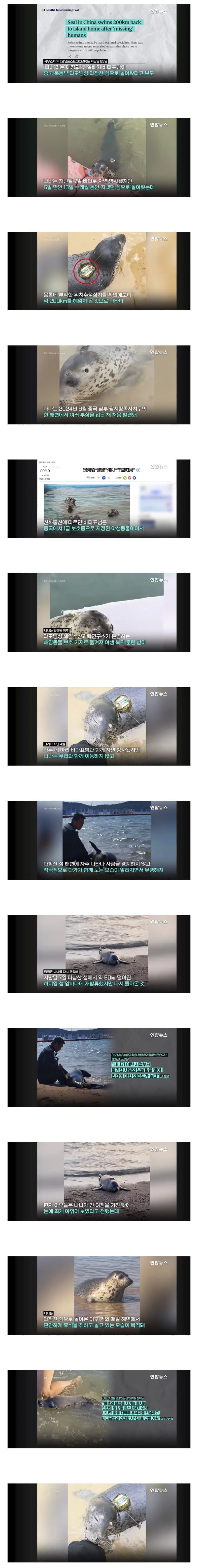 “왜 다시 왔어?”…방류했더니 200km 헤엄쳐 돌아온 바다표범