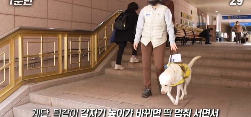 안내견은 목적지를 어떻게 아는 걸까? (19)