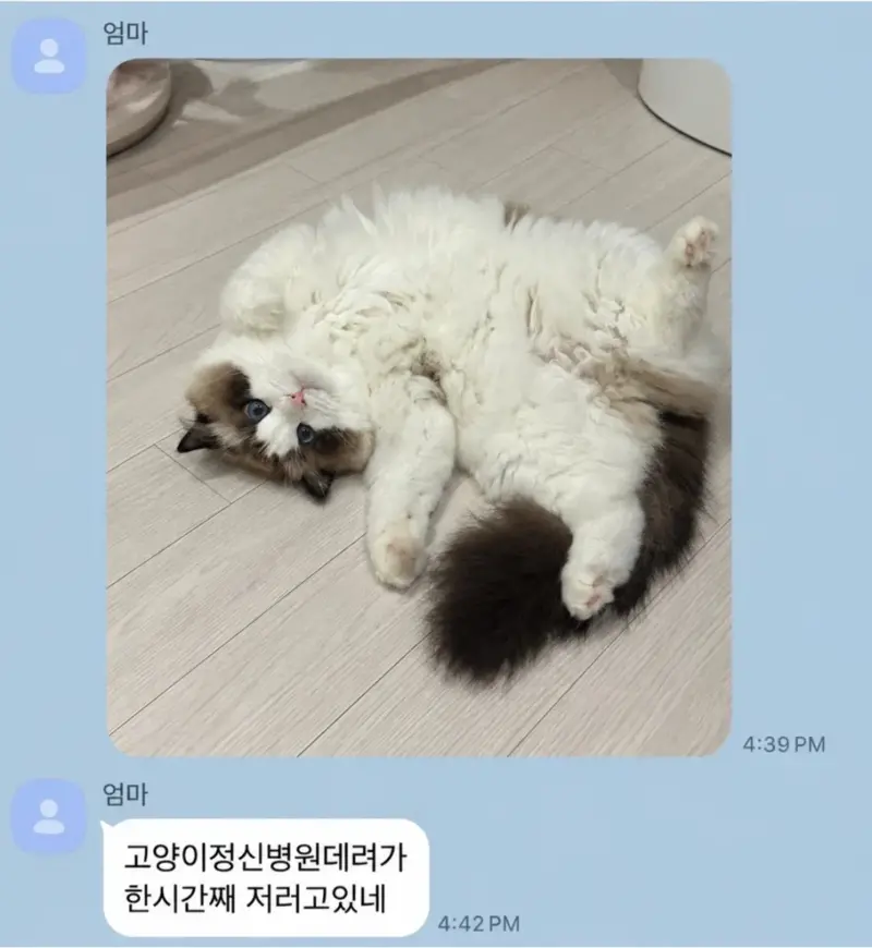 고양이 정신병원에 데려가라는 엄마 (2)