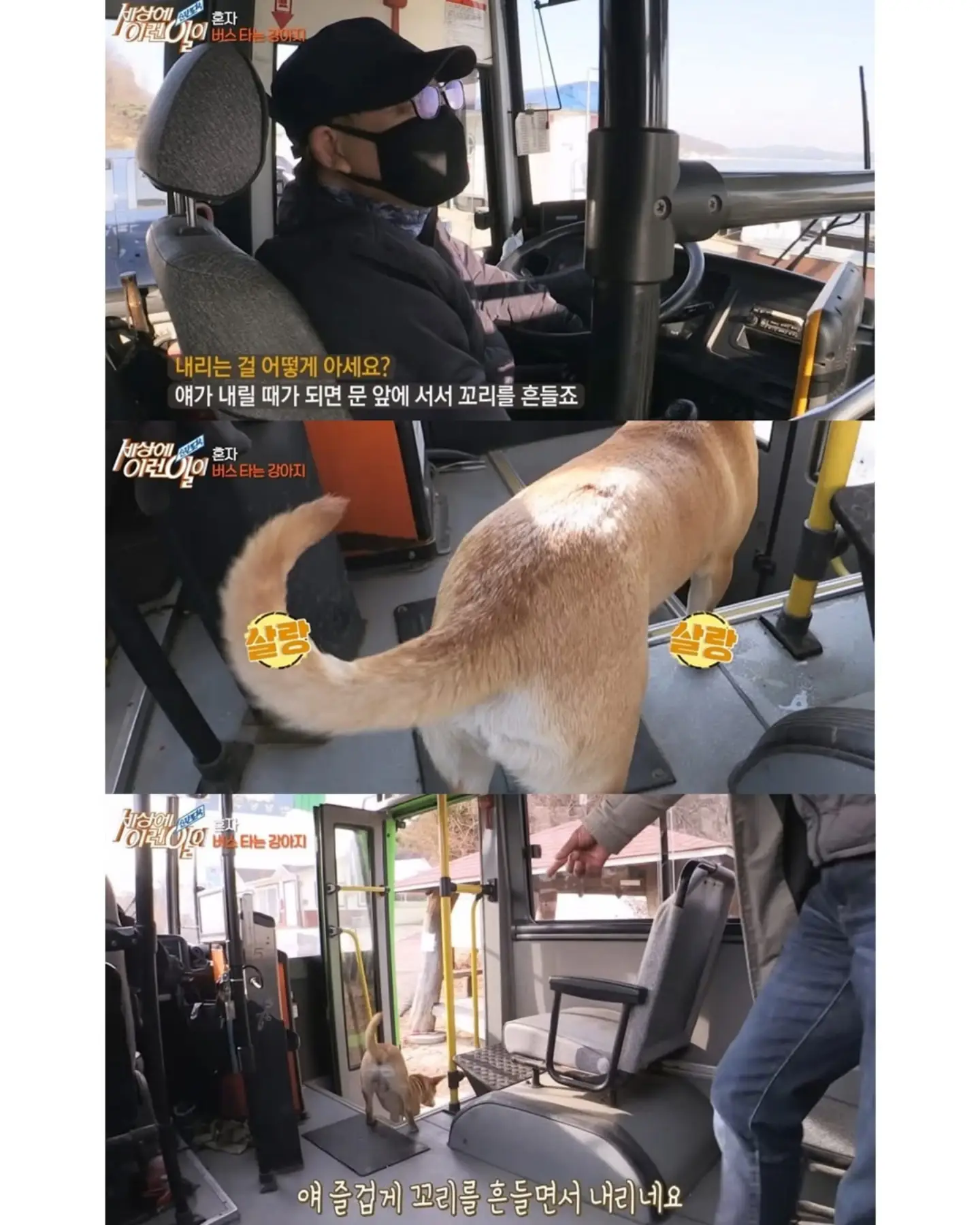 친구 만나러 매일 무임승차하는 강아지 (8)