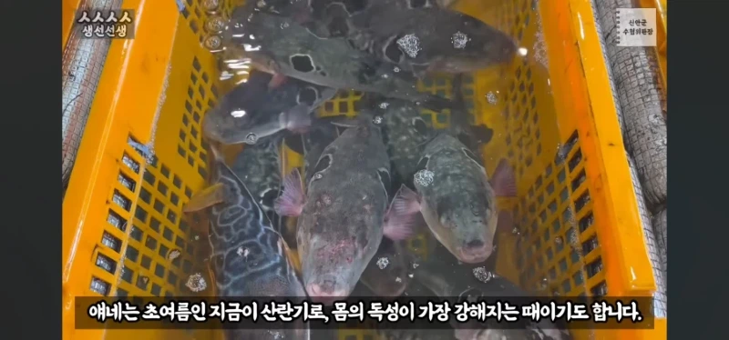 산란기의 복어독이 강하지만 상관없는이유