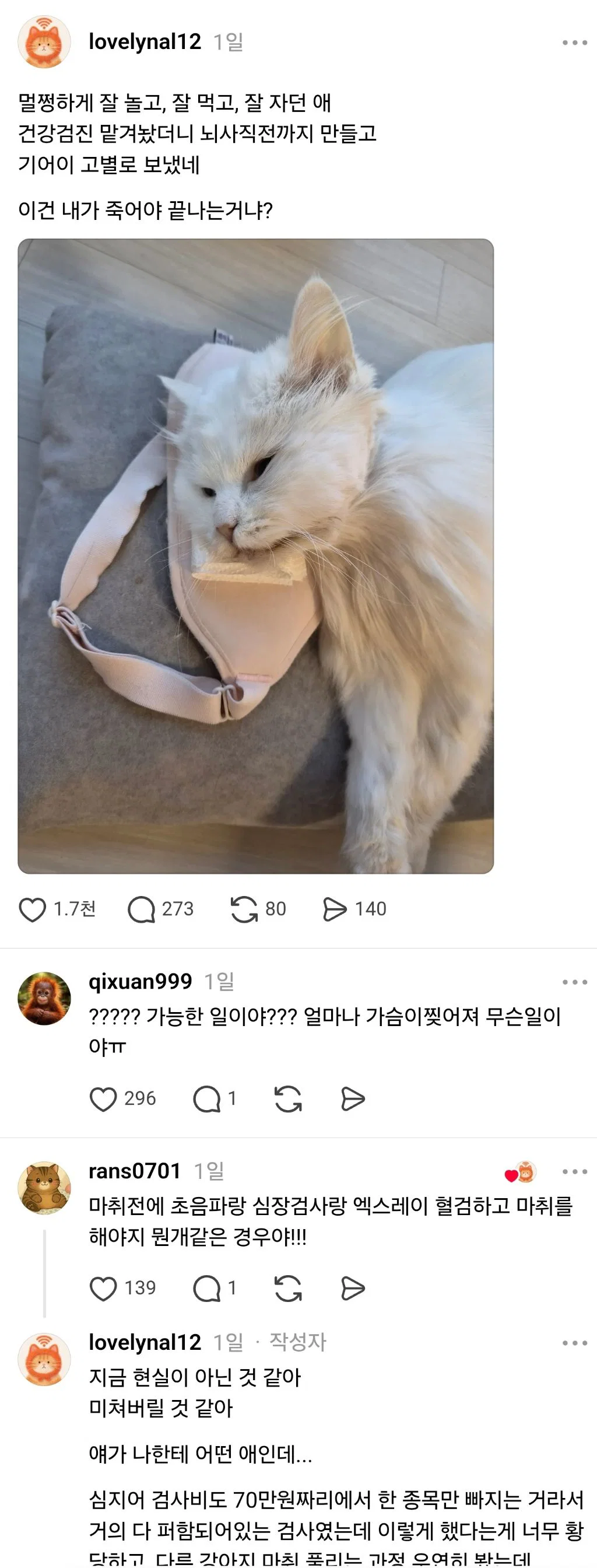 노견 노묘 건강검진 받다가 사망하는 경우 은근 있나봐..