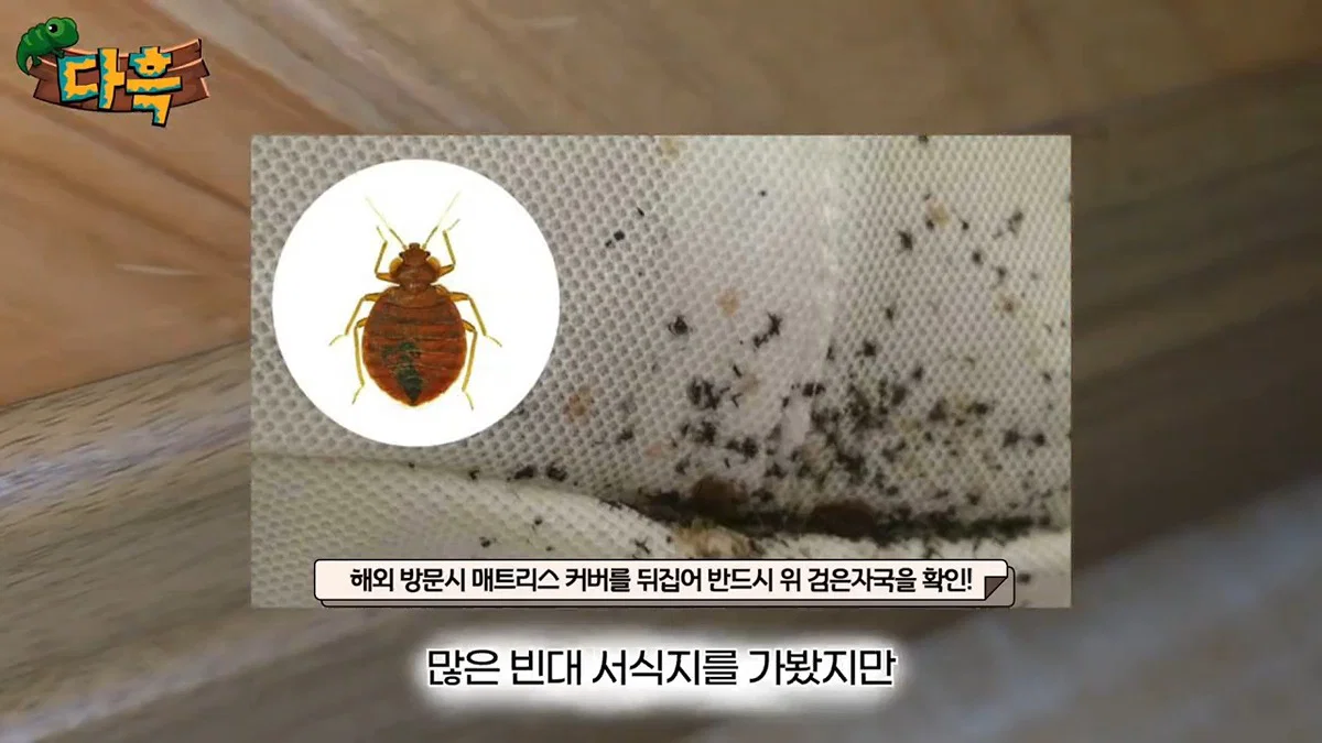부산 찜질방 빈대 이슈 업로드한 유튜버 다흑... (19)