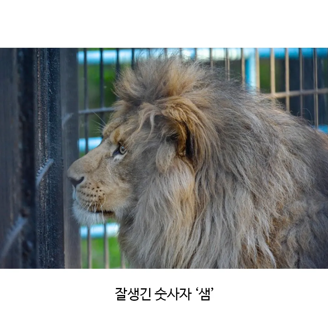 어렵게 태어난 릴라이거.jpg