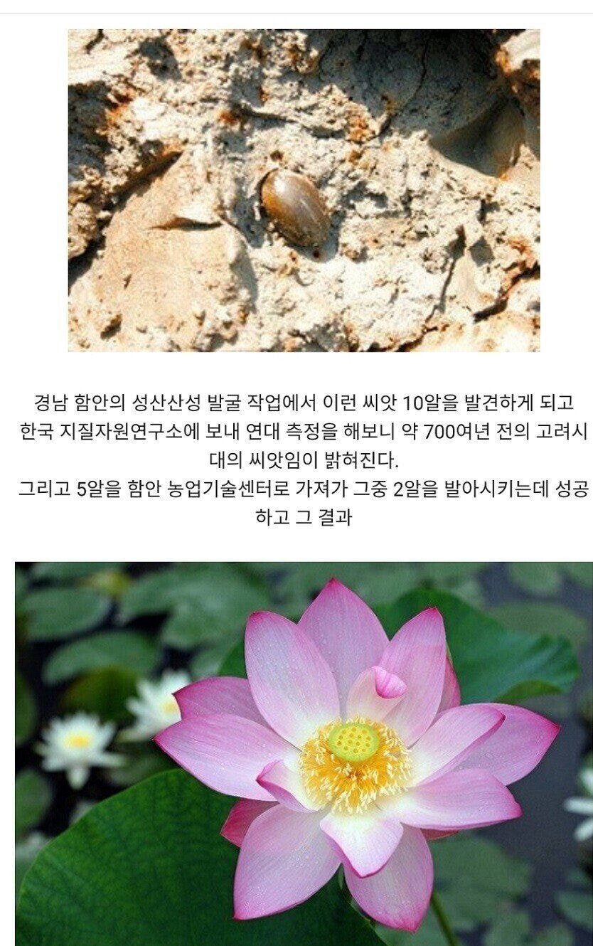 700년 만에 핀 꽃