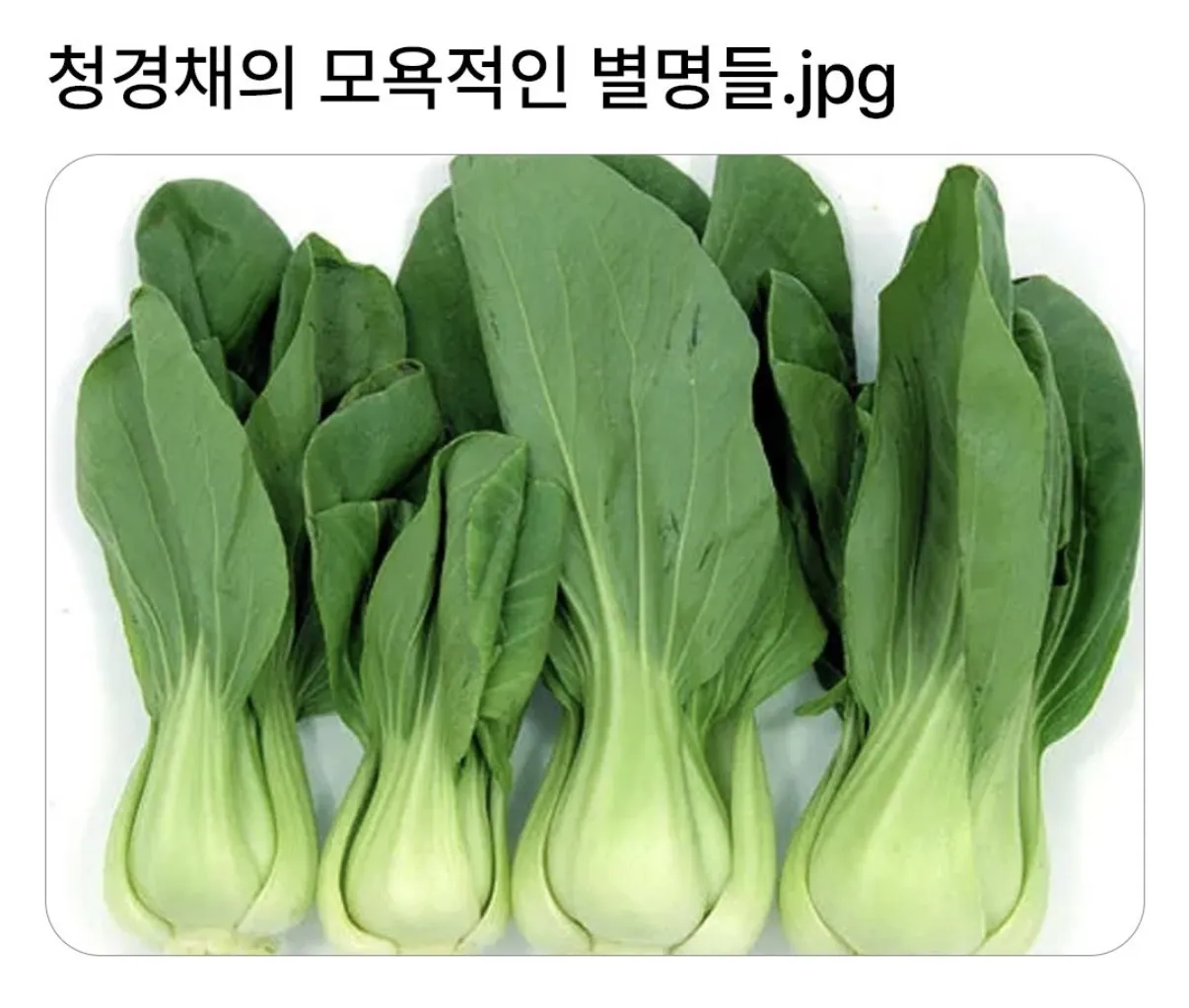 청경채의 모욕적인 별명들