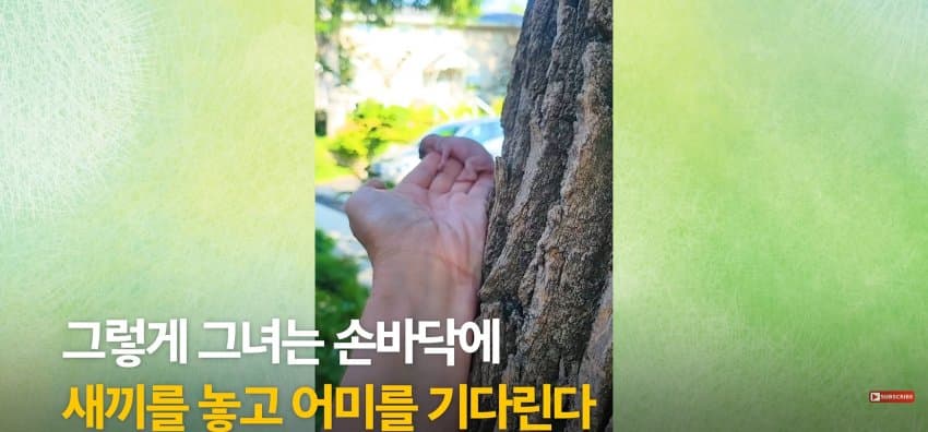 어미 다람쥐에게 갈곳 잃은 새끼 보여줬더니.. (24)