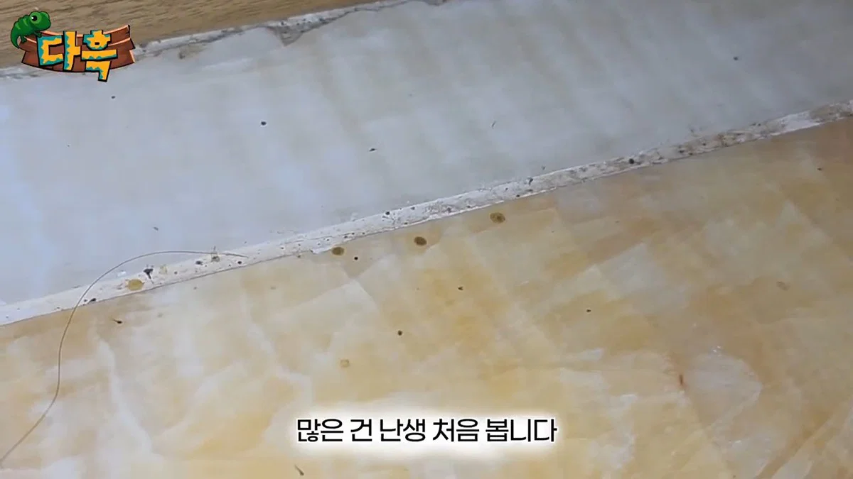 부산 찜질방 빈대 이슈 업로드한 유튜버 다흑... (21)