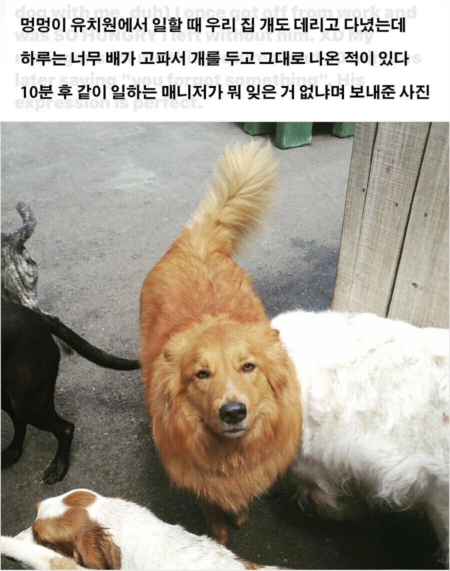 멍멍이 유치원에서 까먹고 멍멍이 냅두고 옴