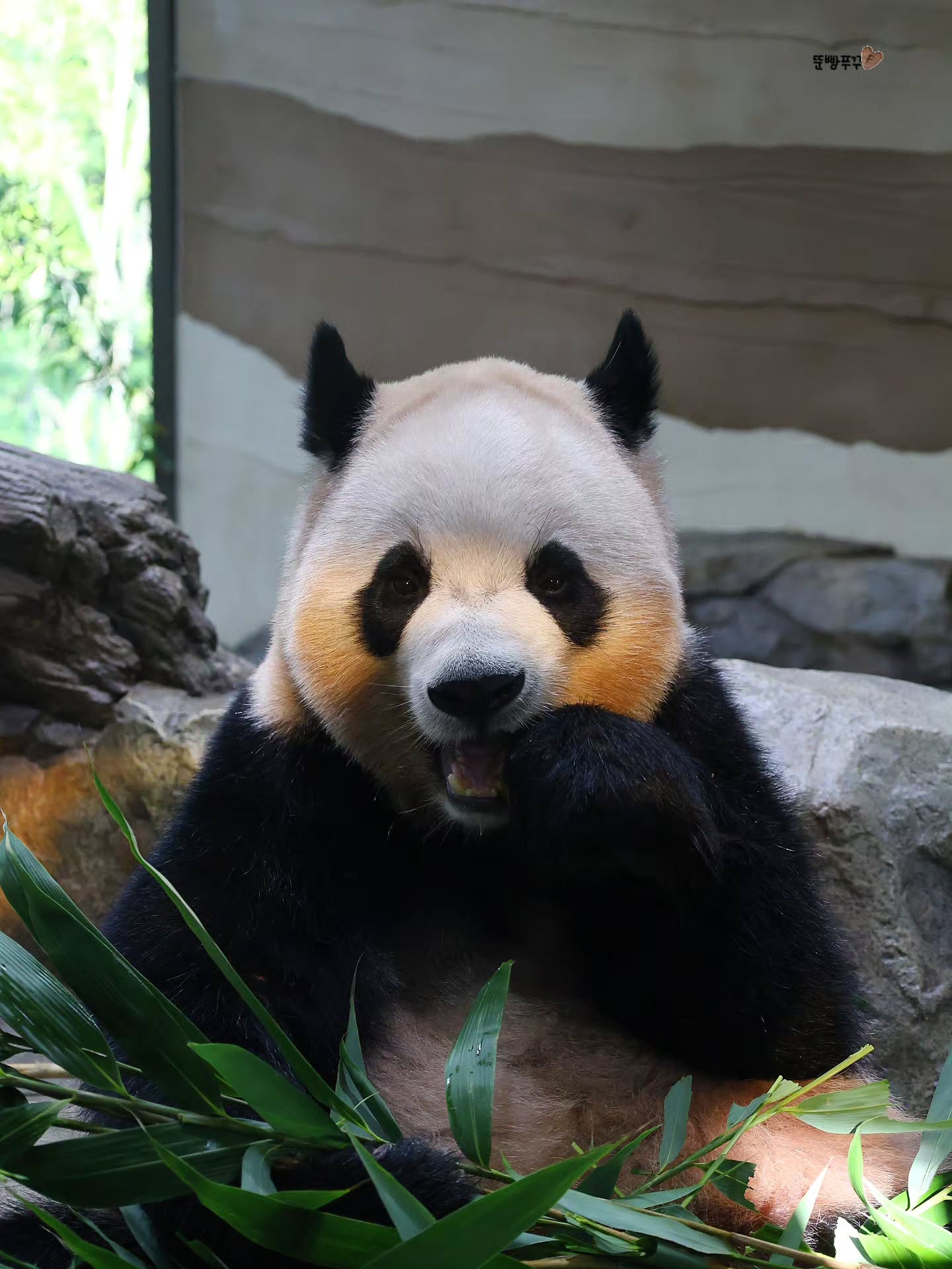 오후 햇살이 천연 블러셔가 되버린 루이바오💜🐼 (6)