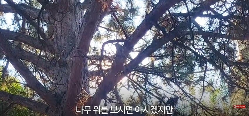 어미 다람쥐에게 갈곳 잃은 새끼 보여줬더니.. (14)