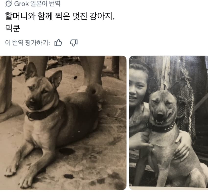 싱글벙글 너무 섞여서 잘 모르겠는 잡종견 사진집이 갖고 싶어 (14)
