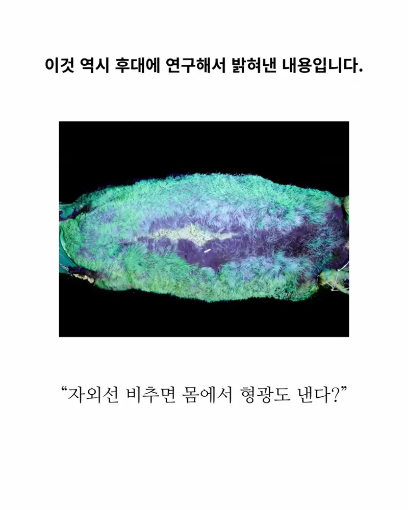 18세기 허언증 갤러리 (10)