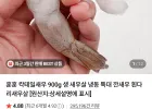 칵테일새우 900g 41/50 80-100미