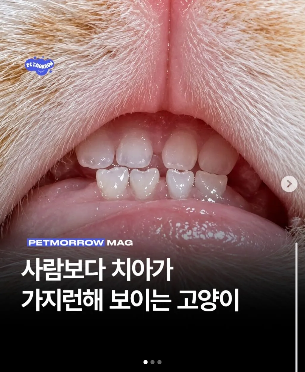 사람보다 치아 가지런한 고양이